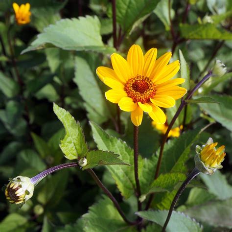 Heliopsis Helianthoides Summer Nights Midwest Groundcovers Llc