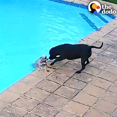 TheKingBee On Twitter RT Dodo Security Camera Catches Pit Bull