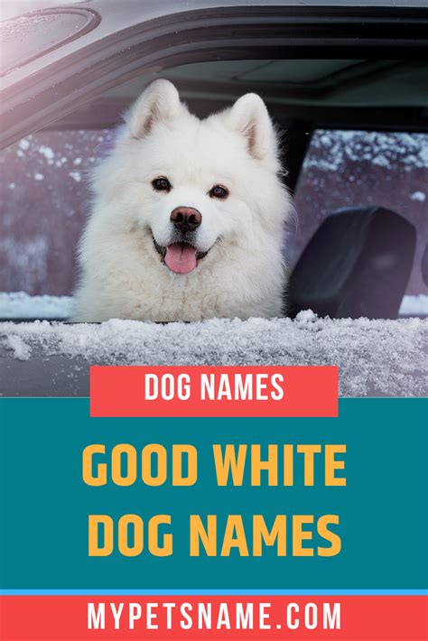 Good White Dog Names Dog Names White Dogs White Fluffy Dog
