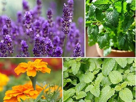 6 Plants That Repel Biting Insects: Mosquitoes, Gnats, Ticks and Fleas ...