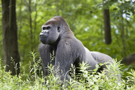 Powerful Primates 5 Facts About Silverback Gorillas Owlcation