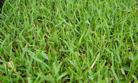These advantages make zoysia grass an excellent choice for homeowners who spend a great deal of time outdoors during the warm weather months. What Is Zoysia Grass? Guide to Growing Zoysia Grass & Problems