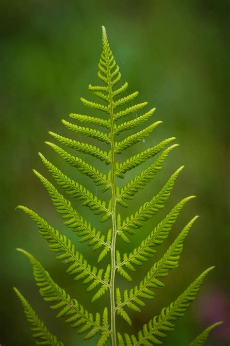 Close Up Photography Of Fern Plant · Free Stock Photo