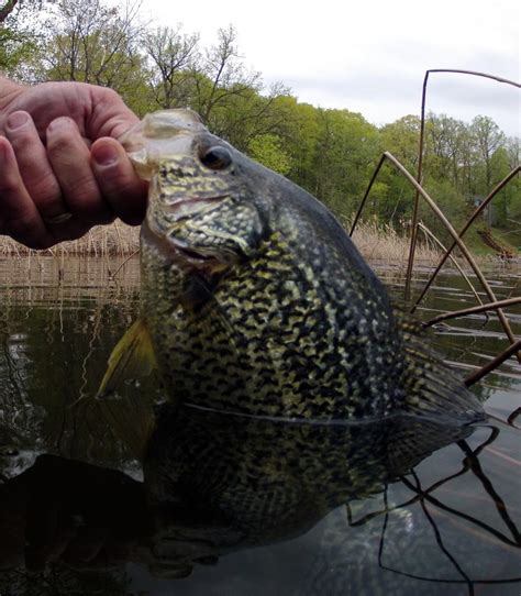 BWCA Duluth Gunflint Trail North Shore Lake Superior Fishing Reports Fishing Minnesota