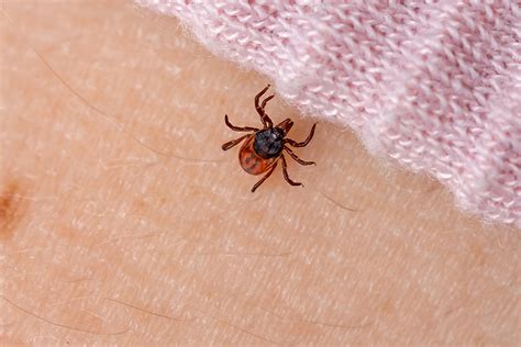 Identifying Ticks And Tick Bites Tick Bite Vs Spider Bite
