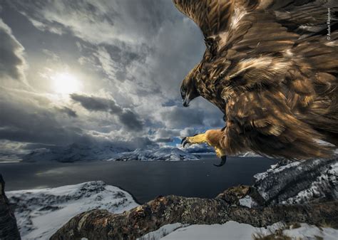 √ Natural History Museum Wildlife Photographer Of The Year Prints