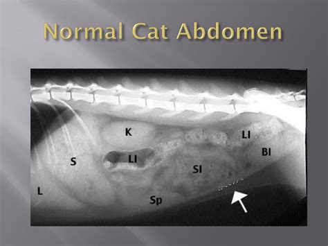 PPT - RADIOLOGY PowerPoint Presentation, free download - ID:8922971