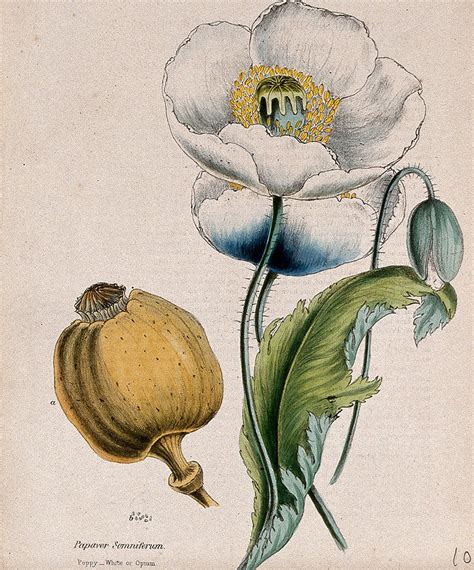 A History Of Opium History Today
