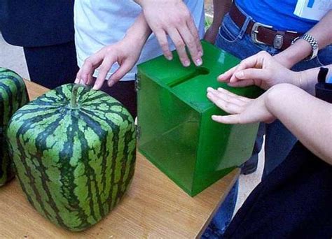 More images for how long to grow watermelon » Savvy Housekeeping » 2009 » August
