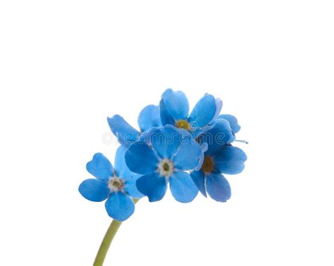 Beautiful Blue Forget Me Not Flowers Isolated On White Stock Photo