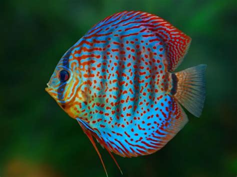 What Are The Most Colourful Tropical Fish Help Guides