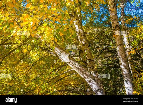 Birch Trees In Autumn Stock Photo Alamy