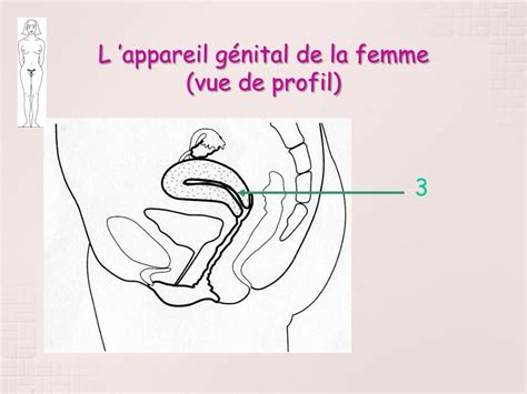 PPT L appareil génital de la femme PowerPoint Presentation free