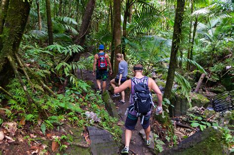 El Yunque National Forest Puerto Rico Attractions Lonely Planet