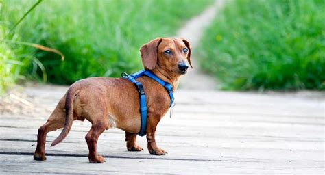 Best Dachshund Harness Options For Safe And Comfortable Walks
