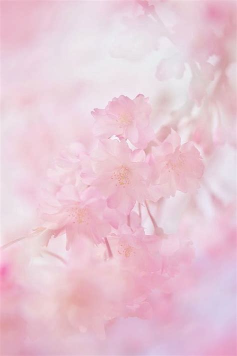 Daydream Beautiful Flowers Pastel Pink Aesthetic Pink Aesthetic