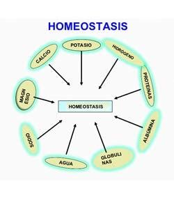 Anatomy & Physiology: Homeostasis - ProProfs Quiz