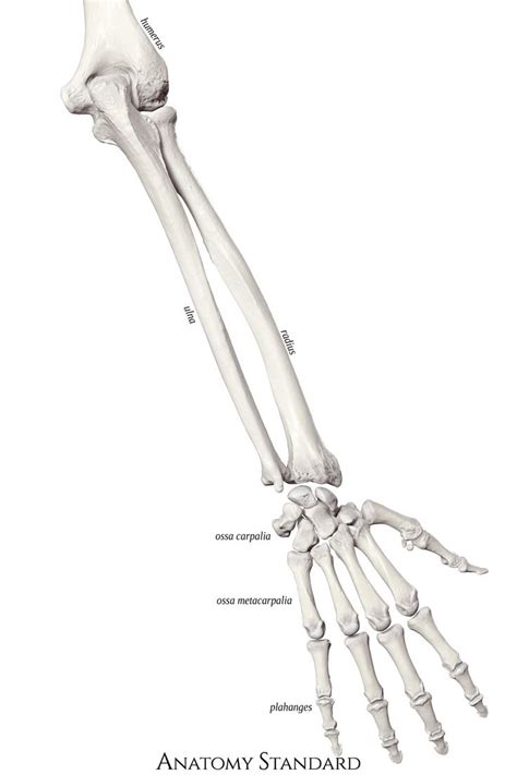 Bones Of The Forearm And Hand The Back View Arm Bones Human Hand