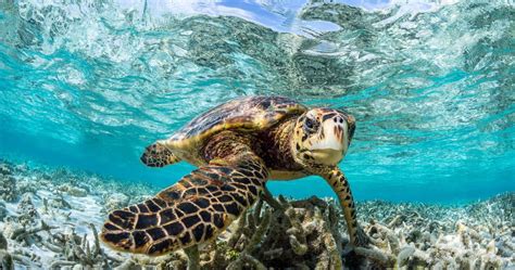 Turtle Snorkeling In The Maldives Como Maalifushi