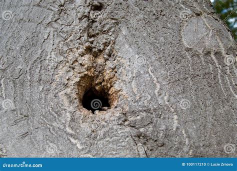 Detail Of A Small Hole In A Wood Skin Stock Photo Image Of Pattern