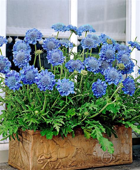 Scabiosa Japonica Blue Diamonds Container Flowers Container
