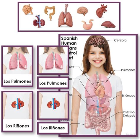 Spanish Human Organs 3 Part Cards With Objects And Matching Charts
