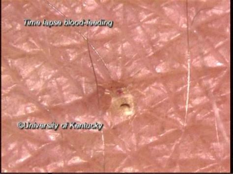 We offer health conscious pest solutions. 5 Star Pest Solutions LLC - 21 Photos - Pest Control ...