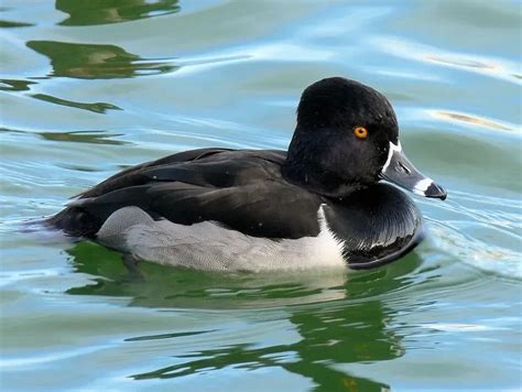 Fun Ring Necked Duck Facts For Kids Kidadl