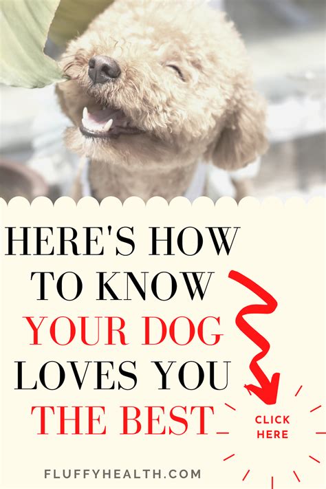 How To Know Your Dog Loves You The Best Signs A Dog Likes You Dog