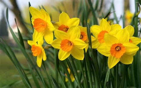 Daffodils 1080p 2k 4k Hd Wallpapers Backgrounds Free Download Rare