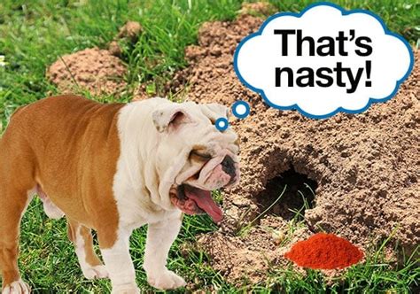 How To Keep Your Dog From Digging Holes 16 Ways To Stop A Dog From