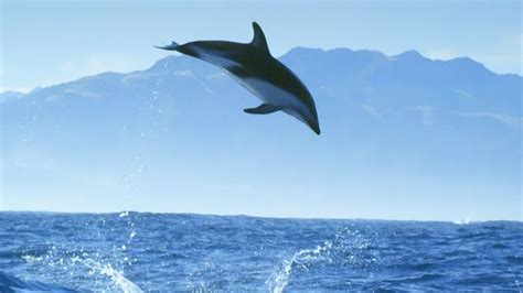 Incredible Dolphin Moments Bbc Earth Youtube Dolphins Whale The