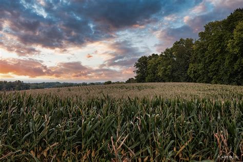 Field Of Corn Ready For Harvest Sangamon County Illinois A Photo On