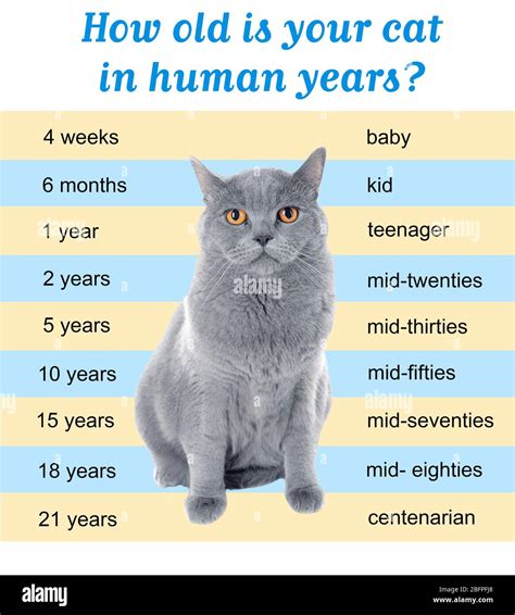 Pet Age Concept Comparison Chart Of Cat And Human Years As Background