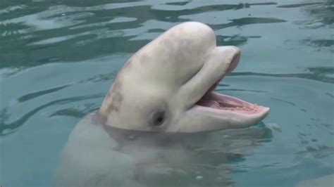 Learn About Beluga Whale Vocalizations Sounds Of The Aquarium Youtube