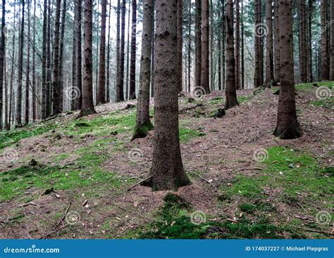 View Into A Dark Forest With Pine And Oak Trees Stock Image Image Of