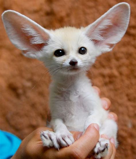 10 Cute Animals With Big Ears Cute Animals Animals