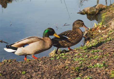 Male And Female Ducks Copyright Free Photo By M Vorel Libreshot