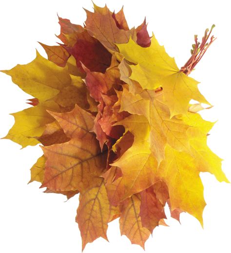 Pile Of Autumn Leaves Png Photos Hq Png Image