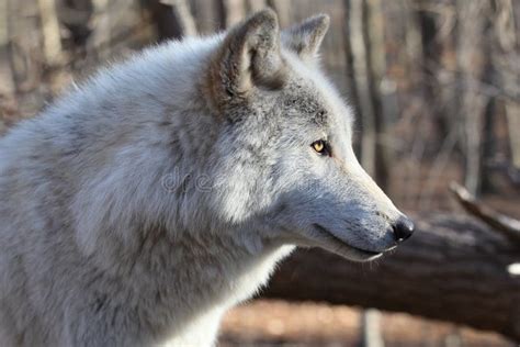 North American Gray Wolf Stock Images Image 23510804