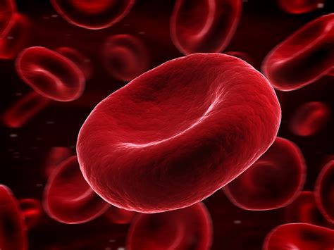 Picture Of Red Blood Cells