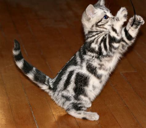 45 Very Cute American Shorthair Kitten Pictures And Photos