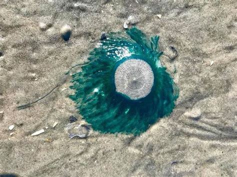 These Rare Blue Jellyfish Keep Washing Up On The Jersey Shore