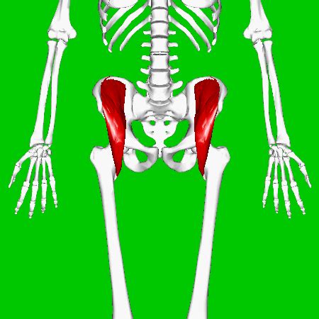 It is a perfect combination of multiple muscles working in for most everyday exercises, your hip and lower back muscles are like silent partners, quietly getting the job your right foot over and above your left knee. 13. Hip Flexors and Anterior Thigh Muscles — Brookbush Institute | Brentbrookbush.com