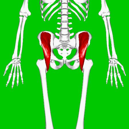 Its apex attaches to the fovea capitis while its base attaches to the acetabular notch and the transverse acetabular ligament. 13. Hip Flexors and Anterior Thigh Muscles — Brookbush Institute | Brentbrookbush.com