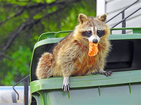 How Do Raccoons Survive Winter