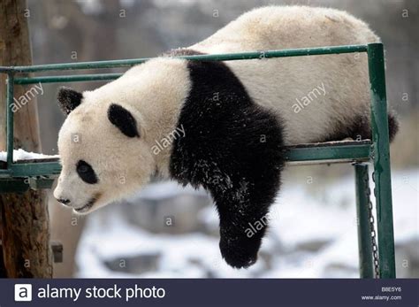 A Giant Panda At The Beijing Zoo 19 Feb 2009 Stock Photo Royalty Free
