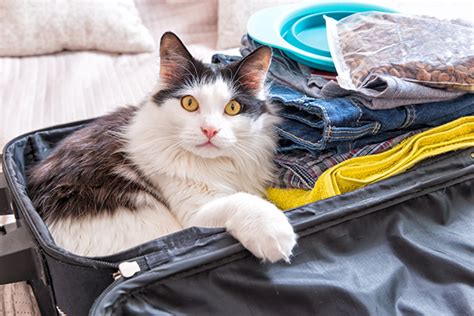 5 Tips For Traveling With Cats 3 You Need To Know