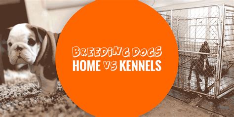 Dog Breeding Kennels Online Buying Save 47 Jlcatjgobmx