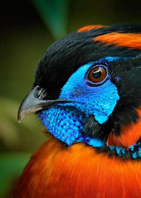 17 Cool Birds That Throw Some Serious Shade Pictures Facts